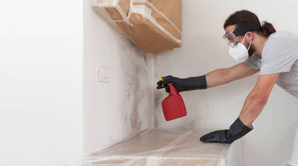Professional Mold Removal technician working in Courtland, VA