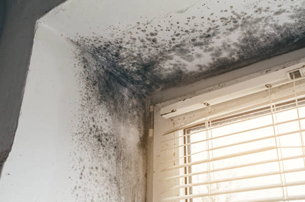 Affordable Mold Removal solutions in Courtland, VA