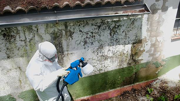 Top rated local Mold Removal specialists in Courtland, VA